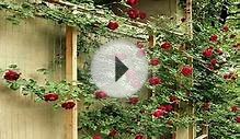 Садовые дачные заборы с цветами Красивые идеи для сада и